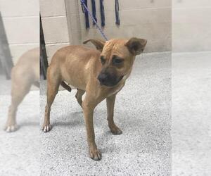 Labrador Retriever-Unknown Mix Dogs for adoption in Conroe, TX, USA