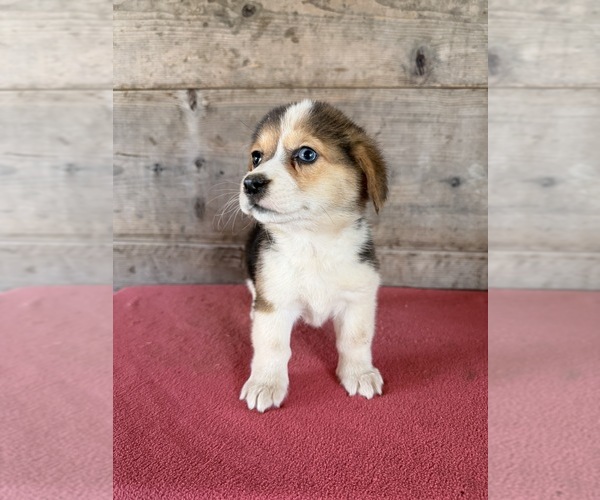 Medium Photo #5 Pembroke Welsh Corgi Puppy For Sale in VERMONTVILLE, MI, USA