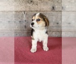 Litter of 2 - Male(s) and Female(s) Pembroke Welsh CorgiLitter of Puppies for Sale - Photo #5