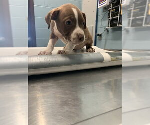 American Pit Bull Terrier-Unknown Mix Dogs for adoption in Corpus Christi, TX, USA