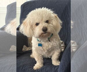 Lhasa-Poo Dogs for adoption in Phoenix, AZ, USA