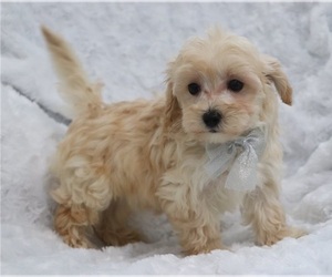 Maltipoo-Poodle (Miniature) Mix Puppy for sale in ATLANTA, GA, USA