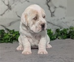 Small #5 Cocker-Pei