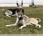 Small Photo #2 German Shepherd Dog-Unknown Mix Puppy For Sale in La Grange , NC, USA