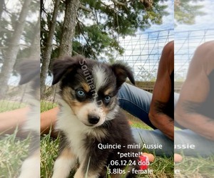 Miniature Australian Shepherd Puppy for sale in CASSVILLE, MO, USA