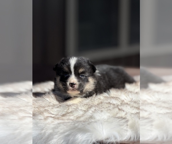 Medium Photo #1 Corgi-Aussie Puppy For Sale in WAUKON, IA, USA