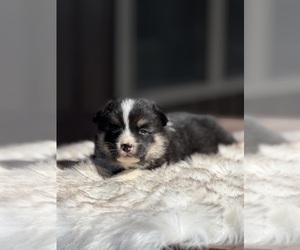 Corgi-Aussie Puppy for sale in WAUKON, IA, USA