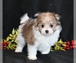Small Photo #6 Maltipom Puppy For Sale in ROCK VALLEY, IA, USA