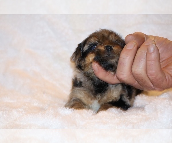 Medium Photo #20 Poodle (Toy)-YorkiePoo Mix Puppy For Sale in DYERSBURG, TN, USA