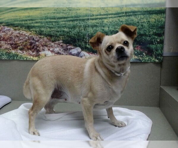 Medium Photo #1 Chihuahua-Unknown Mix Puppy For Sale in Moreno Valley, CA, USA