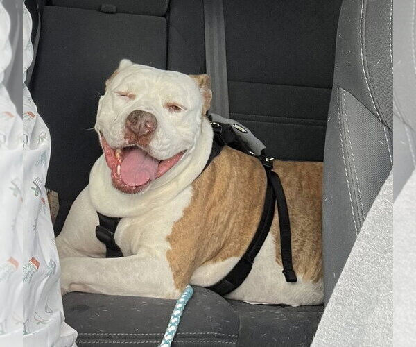 Medium Photo #2 Mutt Puppy For Sale in Mount Laurel, NJ, USA