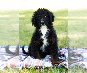 Bernedoodle (Miniature) Puppy for sale in MENTONE, IN, USA