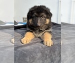 Puppy Blue German Shepherd Dog