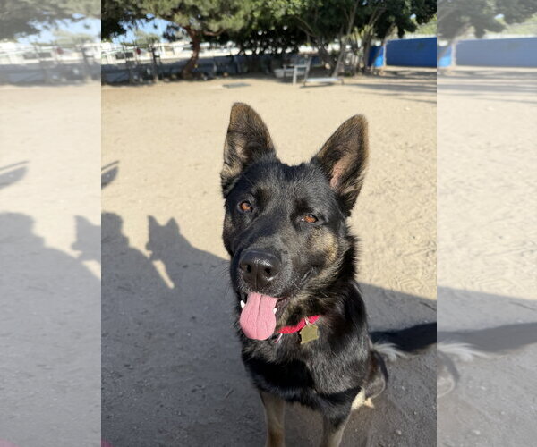 Medium Photo #1 German Shepherd Dog-Unknown Mix Puppy For Sale in Seal Beach, CA, USA