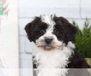 Havanese Puppy for sale in RED LION, PA, USA