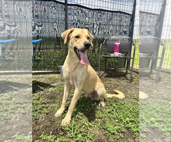 Medium Photo #4 Labrador Retriever Puppy For Sale in Abbeville, LA, USA