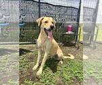 Small #3 Labrador Retriever