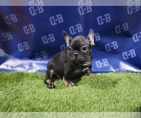 Medium Photo #8 French Bulldog Puppy For Sale in DUNCANVILLE, TX, USA