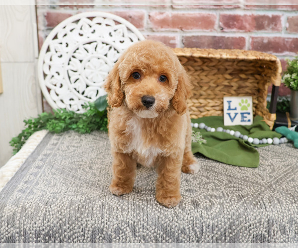Medium Photo #19 Poodle (Miniature) Puppy For Sale in SYRACUSE, IN, USA