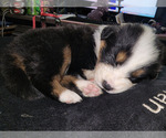 Small Photo #2 Australian Shepherd Puppy For Sale in ANDERSON, IN, USA