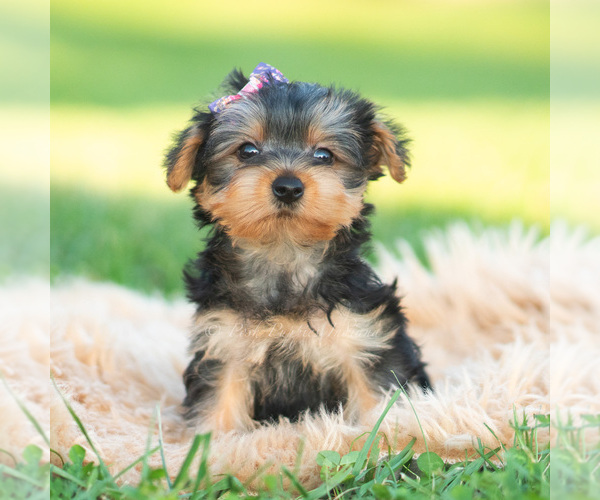 Medium Photo #3 Morkie Puppy For Sale in WARSAW, IN, USA