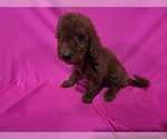 Small #2 Goldendoodle