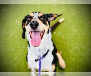 Bluetick Beagle Dogs for adoption in Orlando, FL, USA
