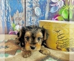 Small #18 Morkie