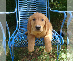 Golden Retriever Puppy for sale in PEYTON, CO, USA