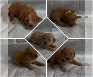 Poodle (Standard) Puppy for sale in EXETER, CA, USA