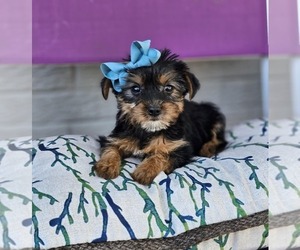 Yorkshire Terrier Puppy for sale in INDIANAPOLIS, IN, USA