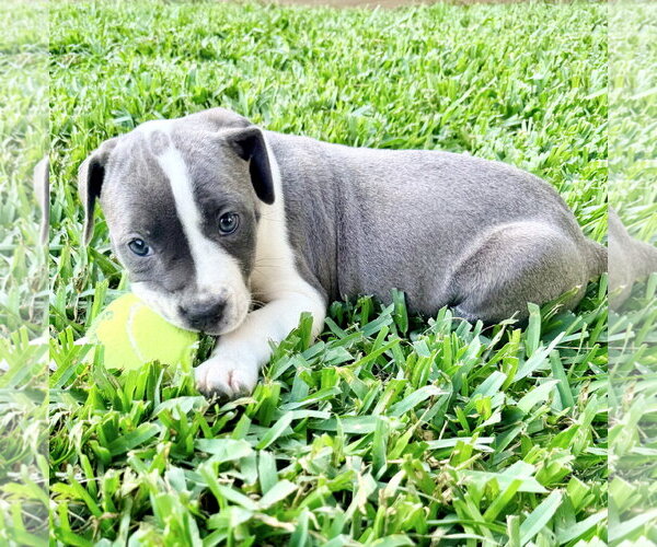 Medium Photo #2 Labrador Retriever Puppy For Sale in The Woodlands, TX, USA