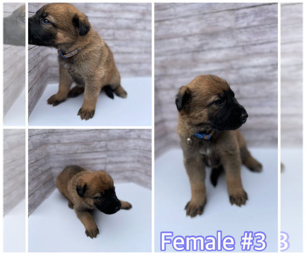 Medium Photo #6 Malinois Puppy For Sale in OXNARD, CA, USA
