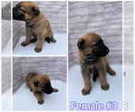 Small Photo #6 Malinois Puppy For Sale in OXNARD, CA, USA