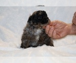 Small #13 ShihPoo