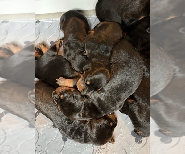 Medium Photo #13 Doberman Pinscher Puppy For Sale in CHEPACHET, RI, USA