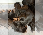 Small #12 Doberman Pinscher