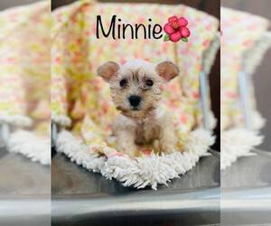 Schnauzer (Miniature) Puppy for sale in COOKEVILLE, TN, USA