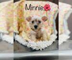 Small Photo #1 Schnauzer (Miniature) Puppy For Sale in COOKEVILLE, TN, USA