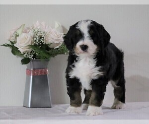 Bernedoodle Puppy for sale in FREDERICKSBG, OH, USA