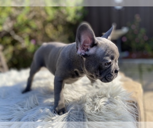 Medium Photo #7 French Bulldog Puppy For Sale in HOLLISTER, CA, USA