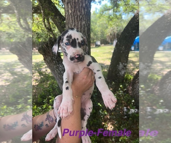 Medium Photo #32 Great Dane Puppy For Sale in FORT DENAUD, FL, USA