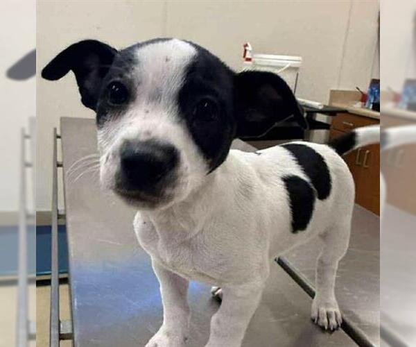 Medium Photo #1 Mutt Puppy For Sale in San Martin, CA, USA