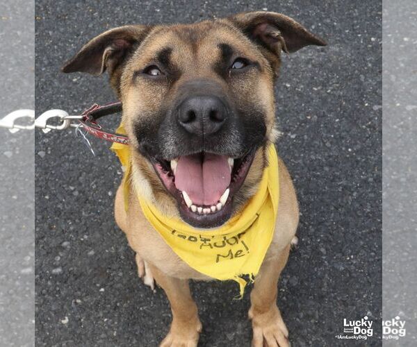 Medium Photo #8 Mutt Puppy For Sale in Washington, DC, USA