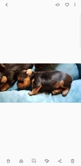 Yorkshire Terrier Puppy for sale in TROY, TX, USA