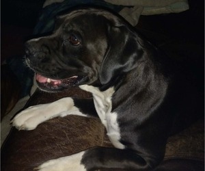 Mother of the Boxer puppies born on 07/25/2026