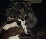 Small Photo #1 Boxer Puppy For Sale in PULASKI, NY, USA