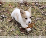Small Photo #11 Pembroke Welsh Corgi Puppy For Sale in CLARK, MO, USA