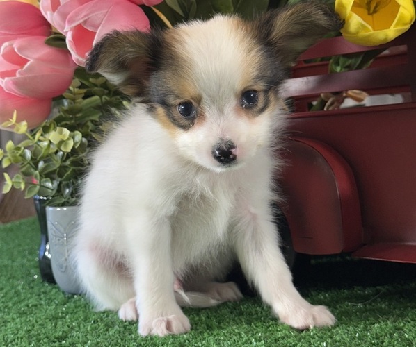 Medium Photo #1 Papillon Puppy For Sale in CANOGA, NY, USA
