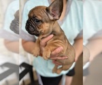 Small Photo #2 French Bulldog Puppy For Sale in CLEVELAND, NC, USA